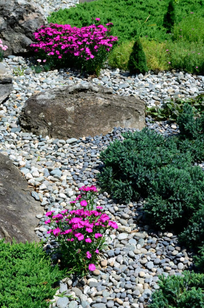 A garden with rocks and plants in it