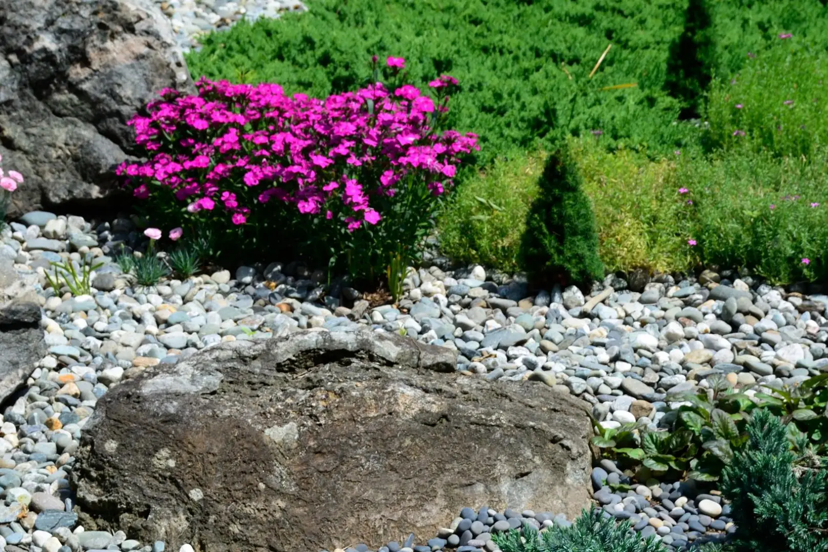 A rock garden with purple flowers and green plants.